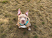Pocket bully pup