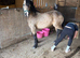 12.2hh 5yo Registered Section C Dun Mare