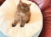 Ready to go beautiful Persian kittens