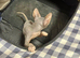 Cleo is urgently looking for a loving home