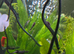Bristlenose plecs