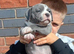 Blue staffy pups