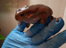 Blue eyed whites tree frogs