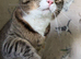 Bonded pair of loving indoor cats looking for a calm home