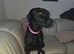 Patterdale/Lab
