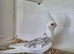 Young Pair White Cockatiels