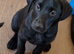 Mixed litter labrador puppies