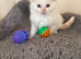 Ragdoll kittens