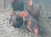 Quartet of Derbyshire red caps