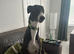 ***FERN RESCUE* GREYHOUND FOR ADOPTION***
