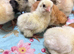 Chicken chicks