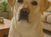 Stunning litter of KC reg yellow Labrador puppies