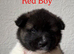 Akita pups