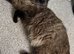 Seal mink ragdoll female