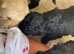 F1 mini golden doodles