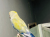 Blue Ringneck talking parrot