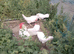 5 hens and a cockerel