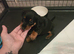 Miniture dachshund Puppies for sale