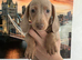 Miniature dachshunds