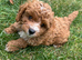 toy cavapoo 1 boy left!!!