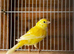 Canary birds