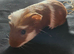 Mixed crested guinea pigs