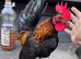 2 male Serama  for sale