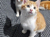 Kittens for sale