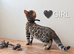 Gorgeous Pedigree TICA Registered Bengal Kittens | Health Tested Parents