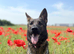 KC GERMAN SHEPHERD BITCH