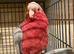 Male galah cockatoo