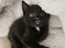 2 beautiful kittens