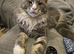 Maine coon kittens