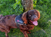 Labrador / spaniel mix