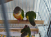 Aviary closure(20+) and 3 young birds