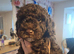 Cockapoo puppy’s