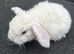 Mini plush lop