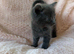 Beautiful kittens For Sale