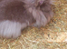 *READY NOW*FEMALE & MALE DOUBLE MANED LIONHEAD x CASHMERE MINILOPS