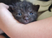 8 kittens