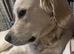 Cream golden retriever stud
