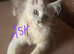 Exceptional TICA Registered Maine Coon Polydactyl Boys- NEUTERED
