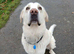 Spanish mastiff
