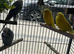 4 budgi  and cage for sale