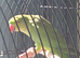 Indian ringneck