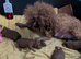 Adorable Asian red toy poodles