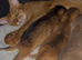 Beautiful GCCF Registered Abyssinian kittens