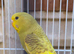 I have one young budgie left for sale in Maidstone