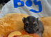 Small chihuahua puppies