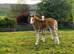 2 brood mare & 2 correct foals